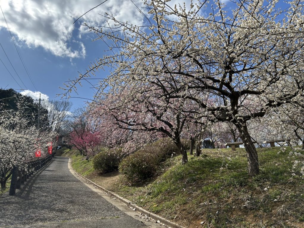 春が近づいてますね